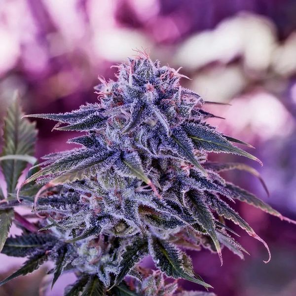 Blue Rhino (Positronics) Feminisoidut