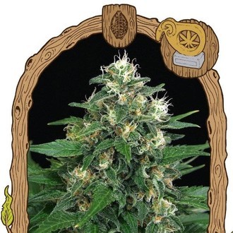 Exotic Thai (Exotic Seed) Feminisoidut