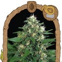 Exotic Thai (Exotic Seed) Feminisoidut