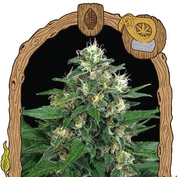 Exotic Thai (Exotic Seed) Feminisoidut