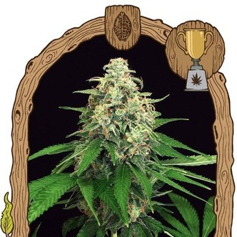 Mango Cream (Exotic Seed) feminisoidut kannabiksen siemenet