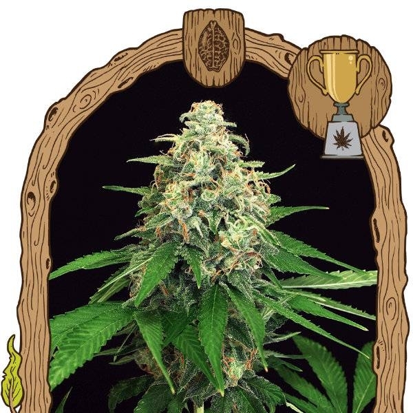 Mango Cream (Exotic Seed) Feminisoidut