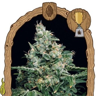 Sir Jack (Exotic Seed) feminisoidut