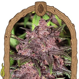 Black Haze (Exotic Seed) feminisoidut kannabiksen siemenet