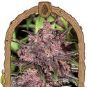 Black Haze (Exotic Seed) Feminisoidut