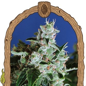 Sir Jack Auto (Exotic Seed) feminisoitu