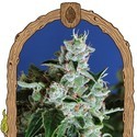 Sir Jack Auto (Exotic Seed) Feminisoidut