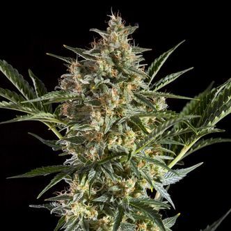 Sleepy Yoda Auto (Philosopher Seeds) feminisoidut