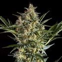 Sleepy Yoda Auto (Philosopher Seeds) Feminisoidut