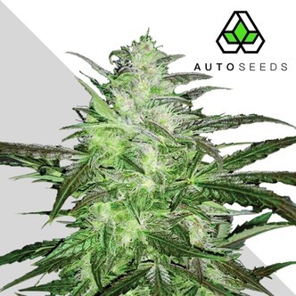 Auto Chemdog (Auto Seeds) Feminisoidut