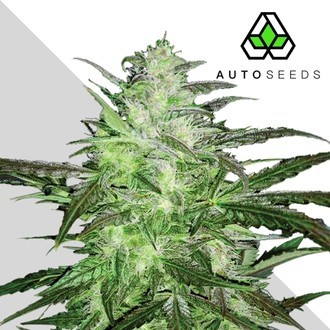 auto Chemdog (Auto Seeds) Feminisoidut