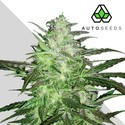 auto Chemdog (Auto Seeds) Feminisoidut
