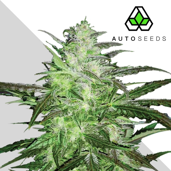 auto Chemdog (Auto Seeds) Feminisoidut