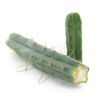 Neljän tuulen kaktus (Echinopsis lageniformis forma quadricostata)