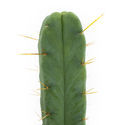 Neljän tuulen kaktus (Echinopsis lageniformis forma quadricostata)
