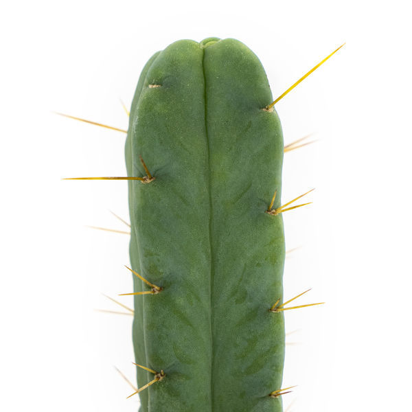 Neljän tuulen kaktus (Echinopsis lageniformis forma quadricostata)