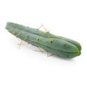 Neljän tuulen kaktus (Echinopsis lageniformis forma quadricostata)