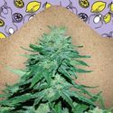 Auto White Widow x Big Bud (Female Seeds) Feminisoidut