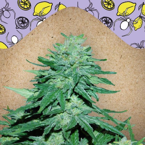 Auto White Widow x Big Bud (Female Seeds) Feminisoidut