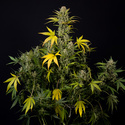 Monster Dwarf Autoflower (Zamnesia Seeds) Feminisoidut
