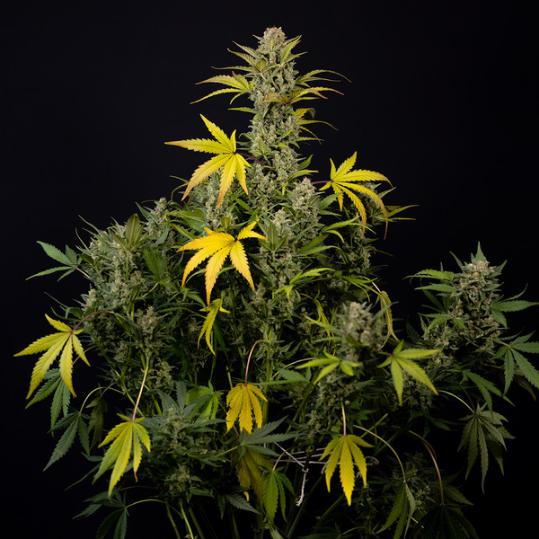 Monster Dwarf Autoflower (Zamnesia Seeds) Feminisoidut