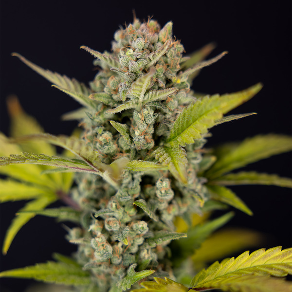Monster Dwarf Autoflower (Zamnesia Seeds) Feminisoidut
