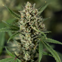 Monster Dwarf Autoflower (Zamnesia Seeds) Feminisoidut