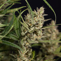 Monster Dwarf Autoflower (Zamnesia Seeds) Feminisoidut