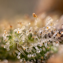Monster Dwarf Autoflower (Zamnesia Seeds) Feminisoidut