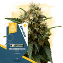 THC Bunker Buster (Zamnesia Seeds) Feminisoidut