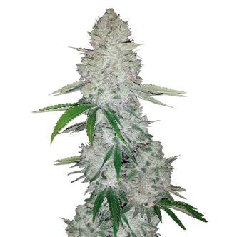Gorilla Glue Auto (FastBuds) feminisoidut kannabiksen siemenet