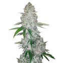 GG#4 Auto (FastBuds) Feminisoidut