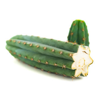 Echinopsis macrogona (eli Trichocereus macrogonus)