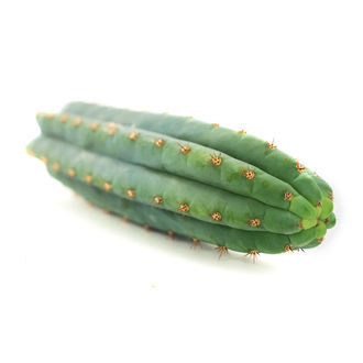 Echinopsis macrogona (eli Trichocereus macrogonus)