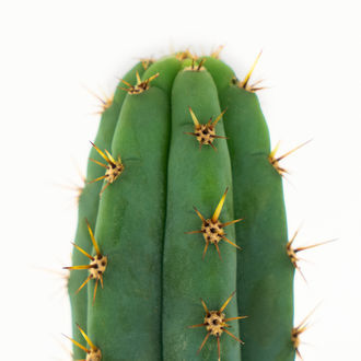 Echinopsis macrogona (eli Trichocereus macrogonus)