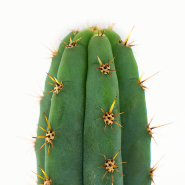 Echinopsis macrogona (eli Trichocereus macrogonus)