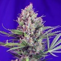 Cream Mandarine - F1 Fast Version (Sweet Seeds) Feminisoidut