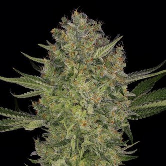 Serious Kush (Serious Seeds) feminisoidut