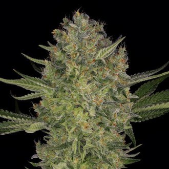 Serious Kush (Serious Seeds) Feminisoidut