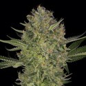 Serious Kush (Serious Seeds) Feminisoidut