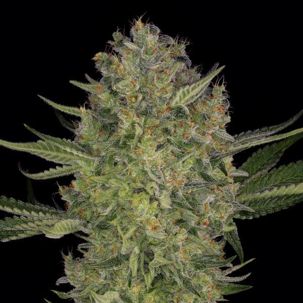 Serious Kush (Serious Seeds) Feminisoidut