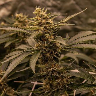 White Choco (Amsterdam Genetics) Feminisoidut