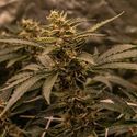 White Choco (Amsterdam Genetics) Feminisoidut