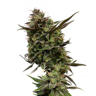 White Choco (Amsterdam Genetics) Feminisoidut