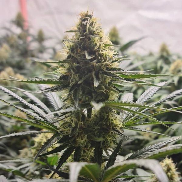 White Choco Haze (Amsterdam Genetics) Feminisoidut