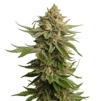 AK-OG Kush (Amsterdam Genetics) feminisoidut kannabiksen siemenet