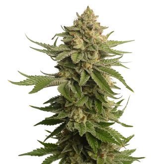 AK-OG Kush (Amsterdam Genetics) Feminisoidut