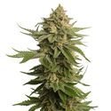 AK-OG Kush (Amsterdam Genetics) Feminisoidut