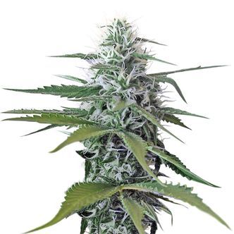Kosher Tangie Kush (Amsterdam Genetics) feminisoidut kannabiksen siemenet