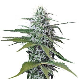 Kosher Tangie Kush (Amsterdam Genetics) Feminisoidut